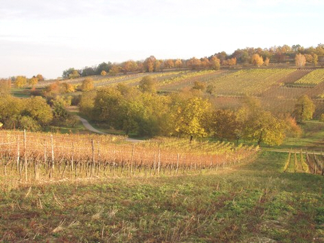 Vignes  l'autome prs du Gite en Alsace